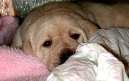 Labrador Retriever puppy - click here to continue